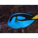 Paracanthurus hepatus 4-6 cm