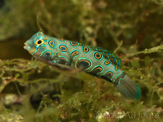 Synchiropus Picturatus ELEVAGE FRANCE MERS 2-4 cm