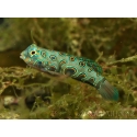 Synchiropus Picturatus ELEVAGE FRANCE MERS 2-4 cm