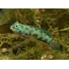 Synchiropus Picturatus ELEVAGE FRANCE MERS 2-4 cm