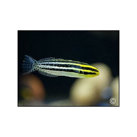 Meiacanthus grammistes