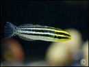 Meiacanthus grammistes