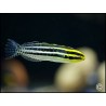 Meiacanthus grammistes