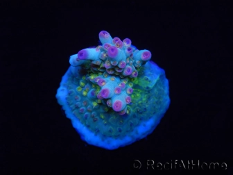WYSIWYG RAH Acropora Na'vi 5N1