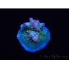 WYSIWYG RAH Acropora Na'vi 5N1