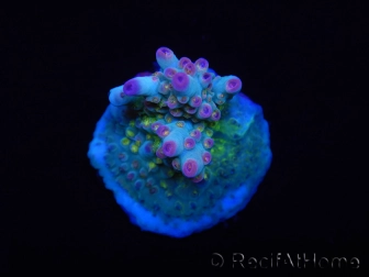 WYSIWYG RAH Acropora Na'vi 5N1