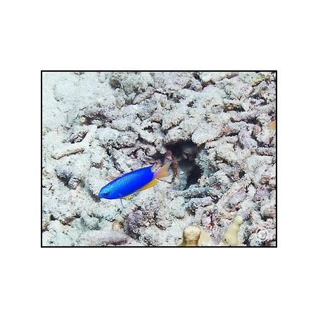 Pomacentrus coelestis