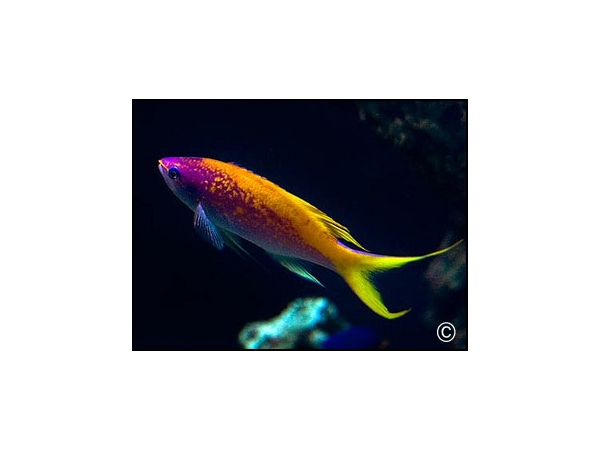 pseudanthias evansi