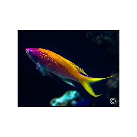 pseudanthias evansi