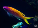 pseudanthias evansi