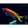 pseudanthias evansi
