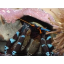 Calcinus elegans