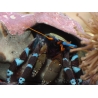 Calcinus elegans