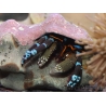 Calcinus elegans