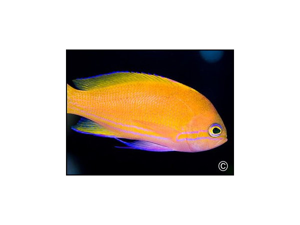 Pseudanthias pleurotaenia femelle