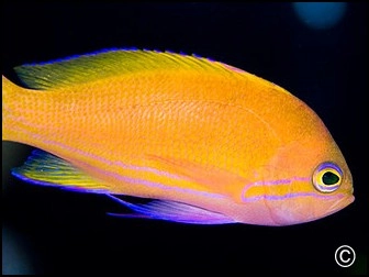 Pseudanthias pleurotaenia femelle
