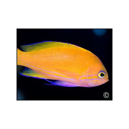 Pseudanthias pleurotaenia femelle