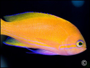 Pseudanthias pleurotaenia femelle