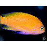 Pseudanthias pleurotaenia femelle