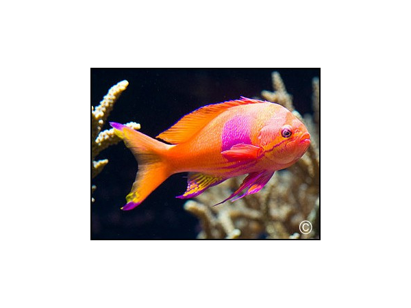 Pseudanthias pleurotaenia male