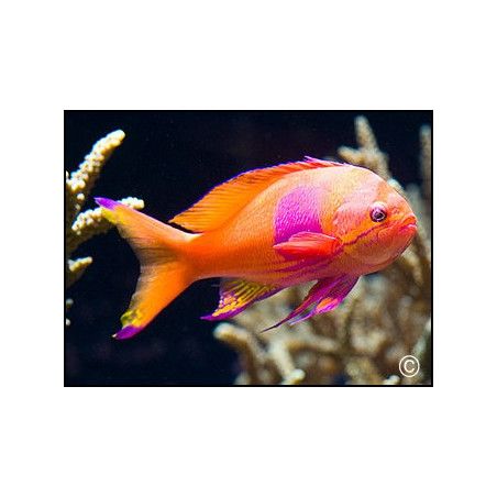 Pseudanthias pleurotaenia male