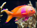 Pseudanthias pleurotaenia male