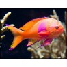 Pseudanthias pleurotaenia male