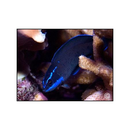 Pseudochromis springeri Elevage 