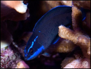 Pseudochromis springeri Elevage 