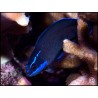 Pseudochromis springeri Elevage 