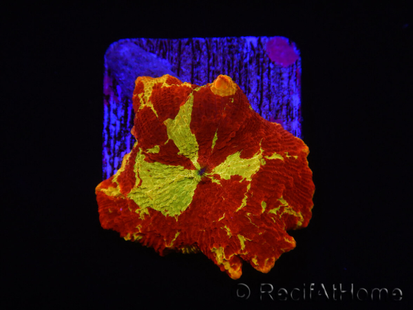WYSIWYG Discosoma Jawbreaker ULTRA A5