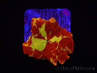 WYSIWYG Discosoma Jawbreaker ULTRA A5