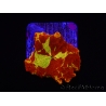 WYSIWYG Discosoma Jawbreaker ULTRA A5