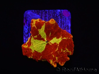 WYSIWYG Discosoma Jawbreaker ULTRA A5