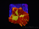 WYSIWYG Discosoma Jawbreaker ULTRA A5