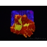 WYSIWYG Discosoma Jawbreaker ULTRA A5