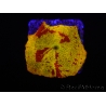 WYSIWYG Discosoma Jawbreaker ULTRA A6