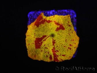 WYSIWYG Discosoma Jawbreaker ULTRA A6