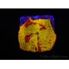 WYSIWYG Discosoma Jawbreaker ULTRA A6
