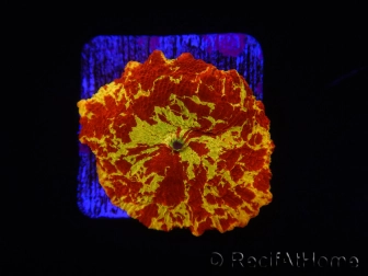 WYSIWYG Discosoma Jawbreaker ULTRA B5