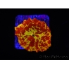 WYSIWYG Discosoma Jawbreaker ULTRA B5