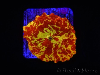 WYSIWYG Discosoma Jawbreaker ULTRA B5