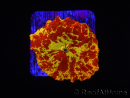 WYSIWYG Discosoma Jawbreaker ULTRA B5