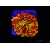 WYSIWYG Discosoma Jawbreaker ULTRA B5