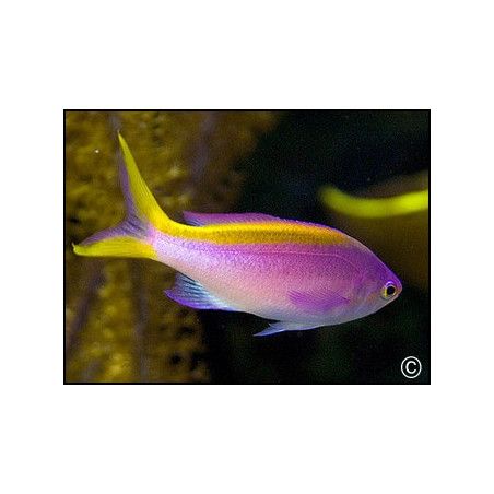 Pseudanthias tuka femelle