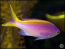 Pseudanthias tuka femelle