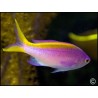 Pseudanthias tuka femelle