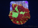WYSIWYG Discosoma Jawbreaker ULTRA A5