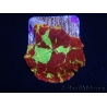 WYSIWYG Discosoma Jawbreaker ULTRA A5