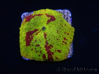 WYSIWYG Discosoma Jawbreaker ULTRA A6